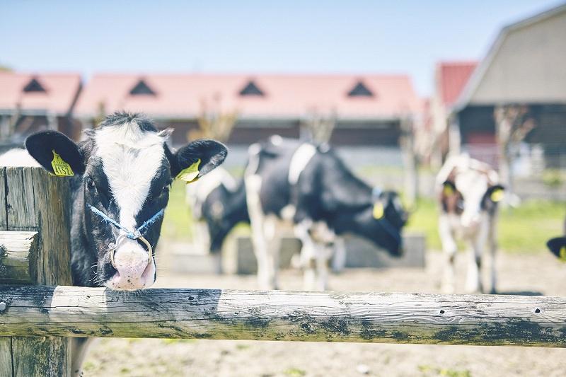 縺ョ繧繝ィ繝シ繧ー繝ォ繝井シ企ス迚ゥ隱槭莨企ス縺ョ譛昴さ繝ウ繝代け繝医そ繝繝