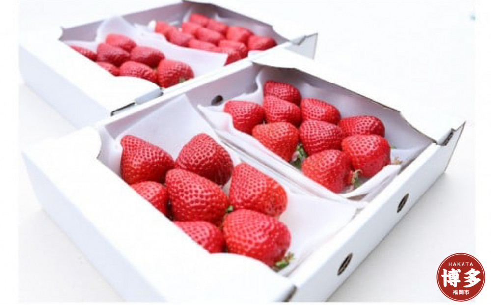 朝どり完熟あまおう4P　福岡市志賀島産