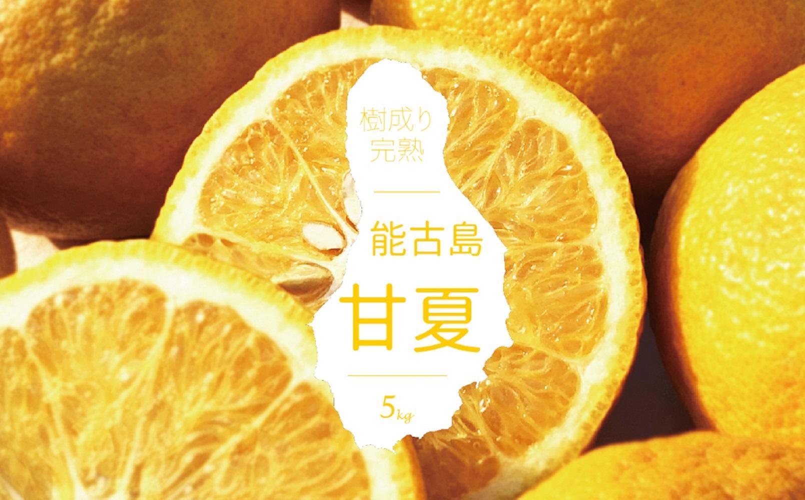 ＜先行受付：2026年4月以降発送＞福岡県　能古島産　甘夏5kg