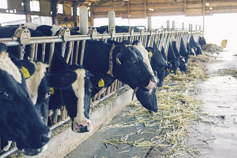 縺ョ繧繝ィ繝シ繧ー繝ォ繝井シ企ス迚ゥ隱槭莨企ス縺ョ譛昴さ繝ウ繝代け繝医そ繝繝