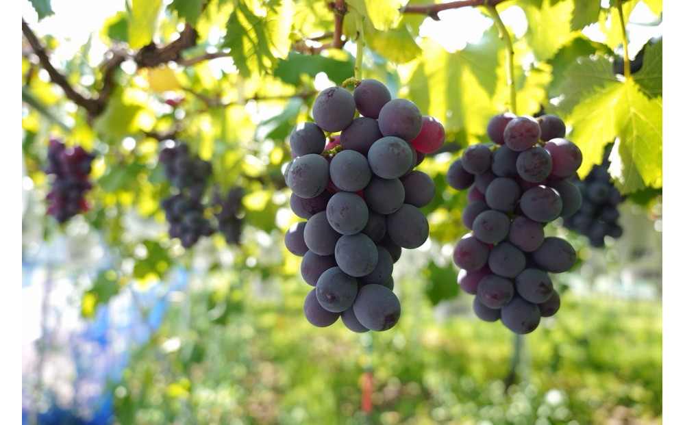 ã2026幎8æä»¥éé æ¬¡çºéãçŠå²¡åžç£å·šå³°2000g 5æ¿ååŸãåæµ·éã»æ²çžã»é¢å³¶çºéäžå¯ã