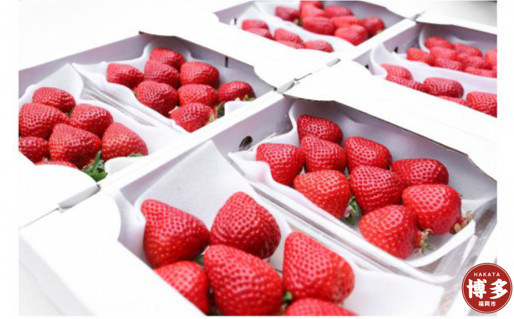 朝どり完熟あまおう8P　福岡市志賀島産