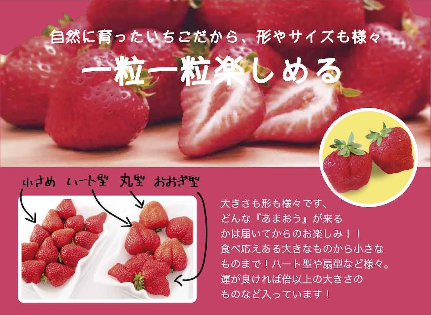 いちごの王様　福岡名産あまおう 約２７０ｇ×４パック　計約1,080g　＜２０２６年２月以降発送＞
