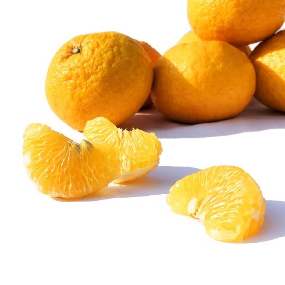 ＜先行受付：2026年4月以降発送＞福岡県　能古島産　甘夏5kg