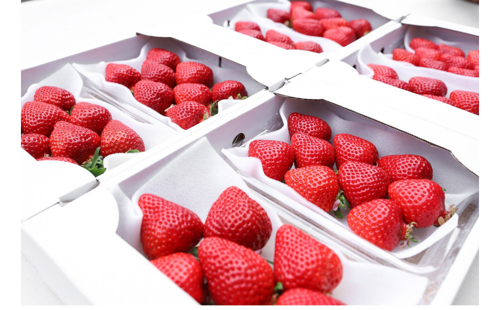 朝どり完熟あまおう8P　福岡市志賀島産