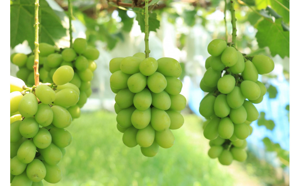 【2026年8月以降順次発送】福岡市産シャインマスカット【北海道・沖縄・離島配送不可】