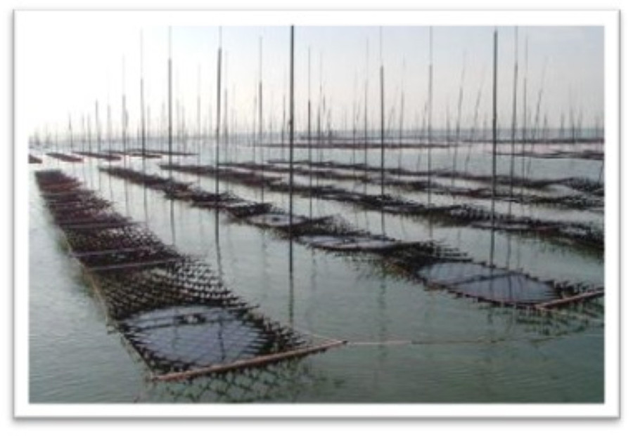 有明海産海苔が主役の味のりふりかけ (24g入×10袋) 鉄釜仕込みのタレ使用 井口食品 いのくち 【福岡市内製造】 ご飯 弁当 常温 味付け海苔