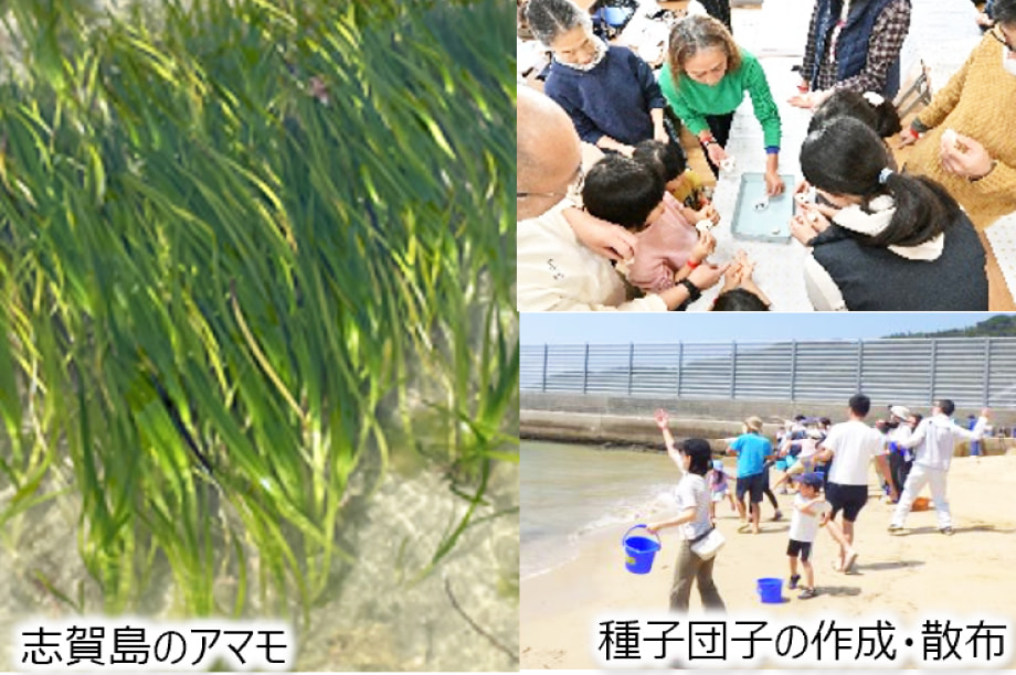 「海のゆりかご」アマモ場づくり活動