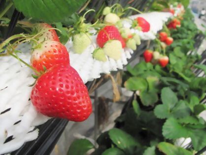 都市型農業を応援