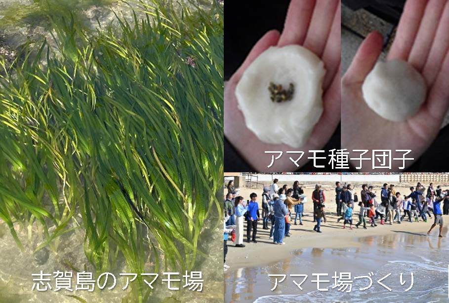 海のゆりかごアマモ場づくり活動
