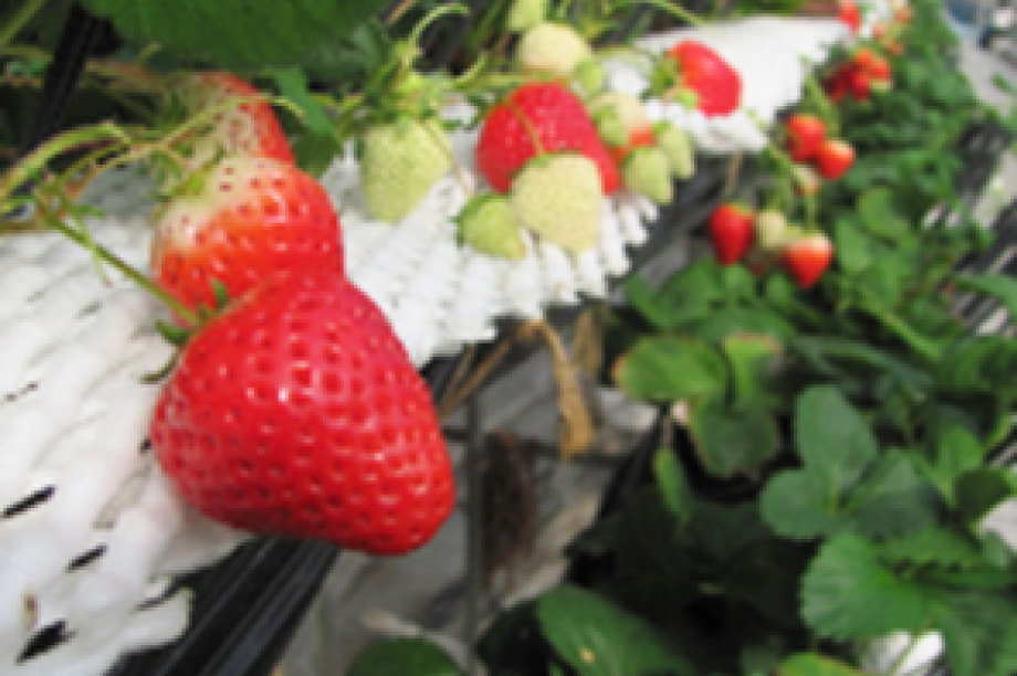 都市型農業を応援