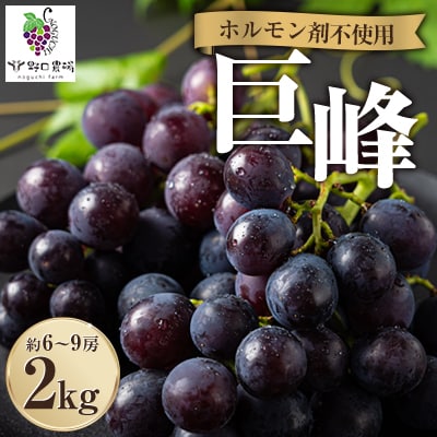 福岡県産　巨峰　2kg(野口農場)【配送不可地域：離島】【1526875】