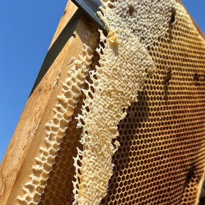 みつばちの雫　国産百花蜜　500g【1343859】