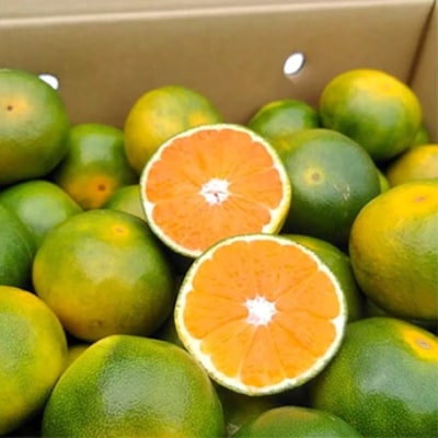 【先行受付】福岡オリジナルブランド　蜜柑 早味かん約4kg(大牟田市)【配送不可地域：離島】【1217262】