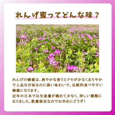 【5月〜6月発送】みつばちの雫　国産れんげ蜜　1000g【1496816】