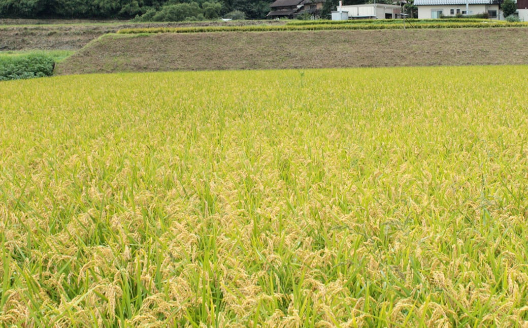 【令和6年産】福岡県産 元気つくし 無洗米 25kg お米 ご飯 米