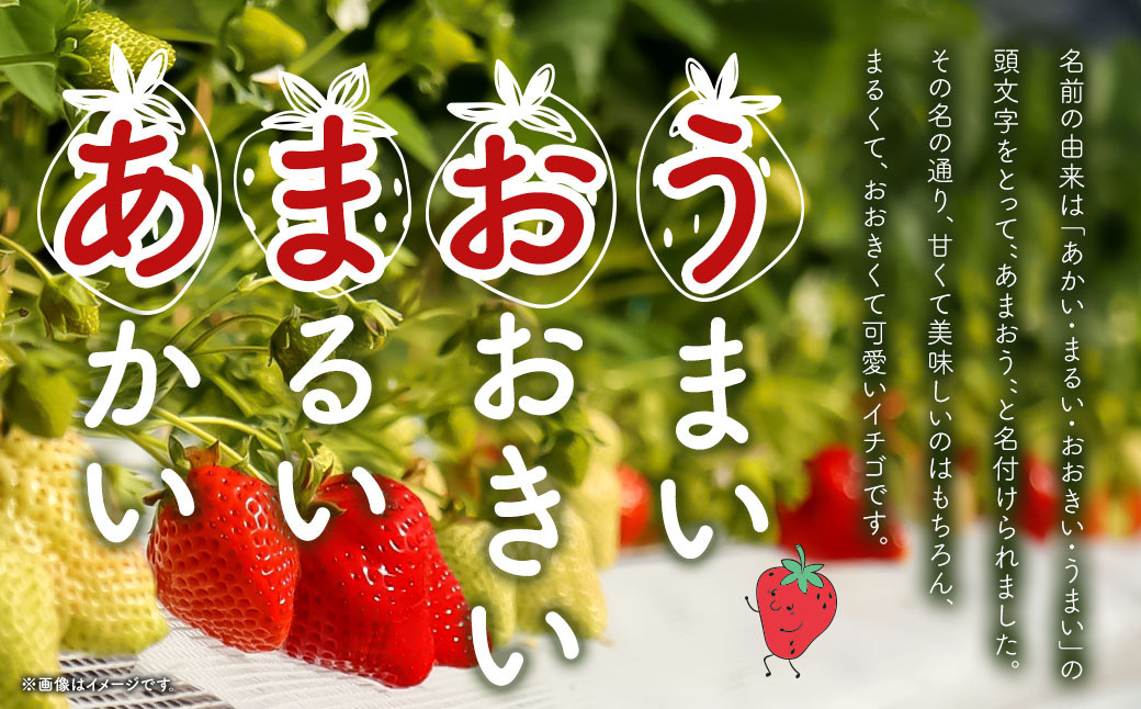 【アフター対応】特別栽培あまおう 約300g×4パック イチゴ 苺 いちご ※北海道・沖縄・離島配送不可