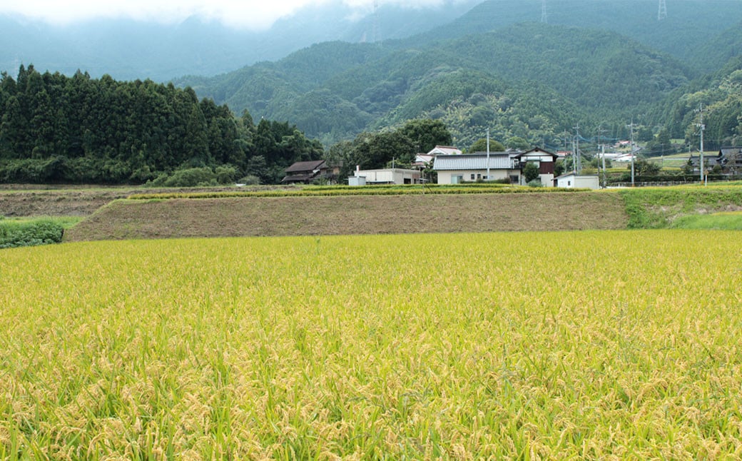 【令和6年産】福岡県産 夢つくし 研ぐお米 10kg お米 ご飯 米