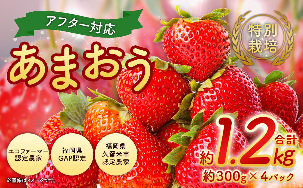 【アフター対応】特別栽培あまおう 約300g×4パック イチゴ 苺 いちご ※北海道・沖縄・離島配送不可