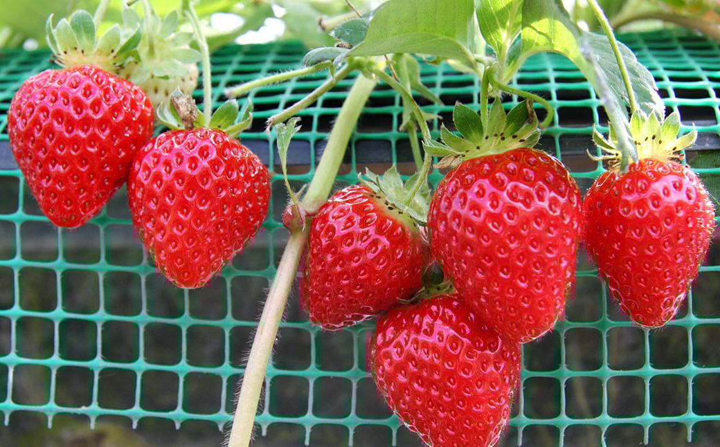 çŠå²¡çç£ åå€ ããŸãã çŽ1.12kgïŒçŽ280gÃ4ããã¯ïŒã2026幎1æäžæ¬ïœ3æäžæ¬çºéäºå®ã â»åæµ·éã»æ²çžã»é¢å³¶é
éäžå¯