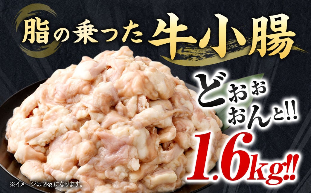 もつ鍋セット 16人前 牛モツ1.6kg もつ鍋 ホルモン モツ 牛モツ 醤油 しょうゆ 鍋 セット 福岡