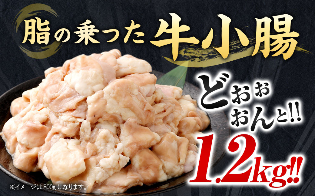 もつ鍋セット 12人前 牛モツ1.2kg もつ鍋 ホルモン モツ 牛モツ 醤油 しょうゆ 鍋 セット 福岡