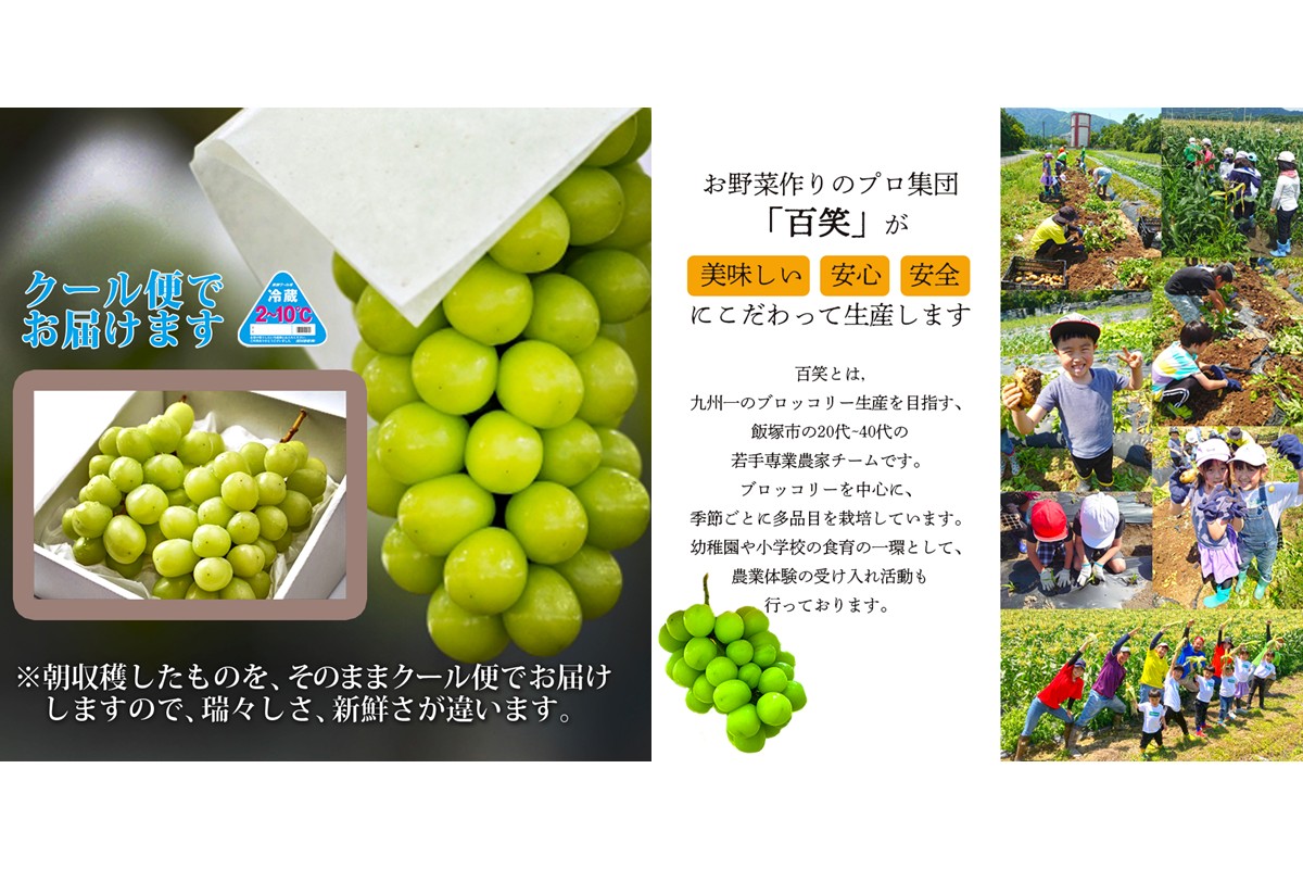 ãA7-070ãã·ã£ã€ã³ãã¹ã«ãã2æ¿(çŽ1kg)ïŒ2026幎8æäžæ¬ããçºééå§åå
è¡äºçŽïŒ