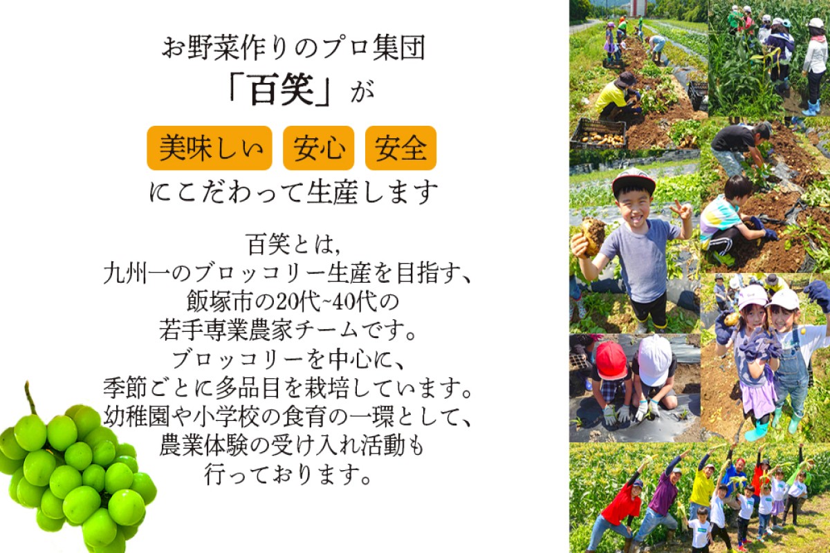 ãB6-028ãã·ã£ã€ã³ãã¹ã«ãã4-6æ¿(çŽ2kg)ïŒ2026幎8æäžæ¬ããçºééå§åå
è¡äºçŽïŒ