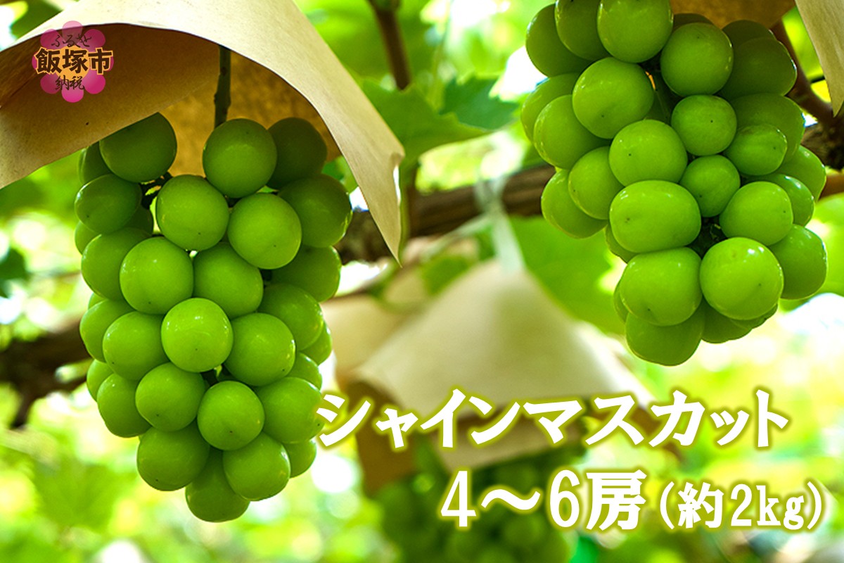【B6-028】シャインマスカット4-6房(約2kg)＜2026年8月中旬から発送開始分先行予約＞