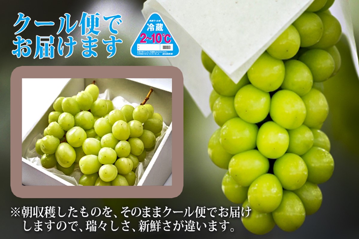 【A8-066】シャインマスカット2房 (約1.1kg)＜2025年8月上旬から発送開始分先行予約＞