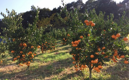 A 441 有機肥料栽培の もぎたて新鮮 温州みかん約4kg 11月発送開始分先行予約 Jalふるさと納税 Jalのマイルがたまるふるさと納税サイト