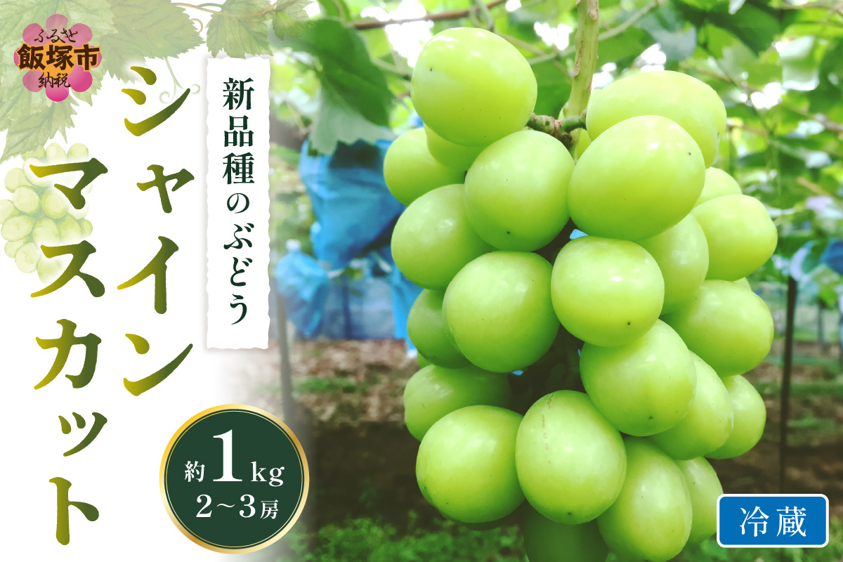 【A5-538】シャインマスカット(ぶどう)約1kg＜2026年9月から発送開始分先行予約＞