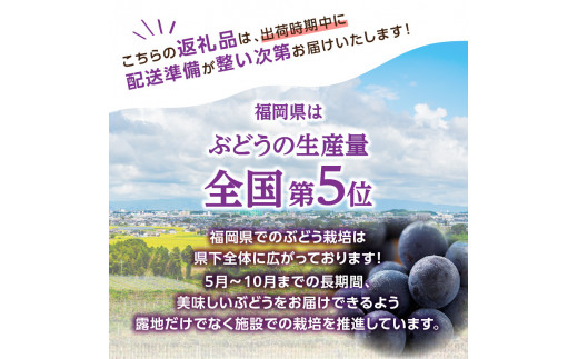 【先行受付】種なし 巨峰 1.4kg（350g×4パック）｜7月上旬〜発送予定