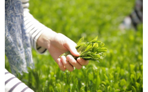 奥八女上陽茶　極上煎茶「天の葉」100ｇ・極上煎茶「光の葉」100ｇセット箱