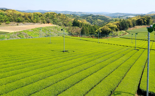 【新茶】奥八女新茶　初摘み【2024年5月発送開始】