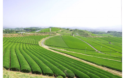 【新茶】【ギフト対応可能】初摘み新茶をお届け！きらきら新茶・八十八夜新茶セット