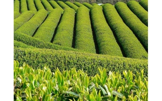 奥八女上陽茶　極上煎茶「光の葉」100ｇ×3本セット箱