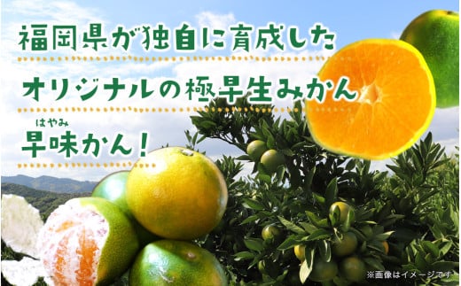 【先行受付】2025年の秋に配送！福岡県オリジナル品種極早生みかん『早味かん』約５kg＜配送不可：北海道・沖縄・離島＞