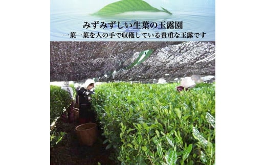 自社製造の深蒸しの八女茶！高級玉露入り煎茶70g入り