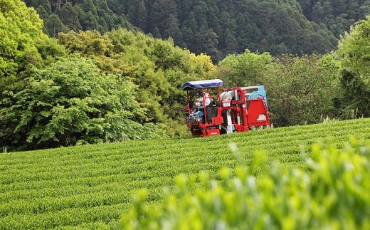 【新茶】奥八女新茶　初摘み【2024年5月発送開始】