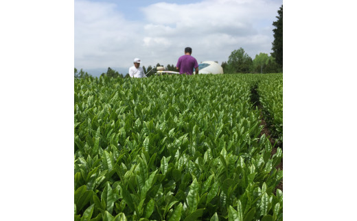 ＜農薬不使用八女茶＞極　煎茶初花詰合せ＜80g×2本＞