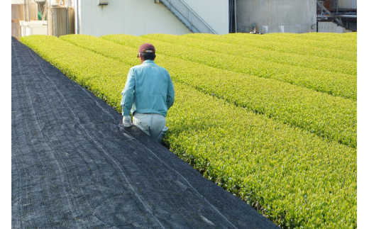 【新茶】【ギフト対応可能】初摘み新茶をお届け！きらきら新茶・八十八夜新茶セット