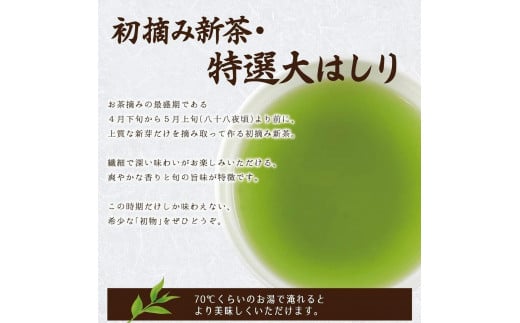 【予約限定茶】希少品「2025年産 特選初摘み新茶」100g缶詰 2缶化粧箱入 ギフト対応｜2025年5月初旬頃発送