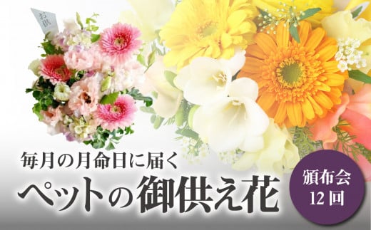 【頒布会12回】八女のお花を使った「毎月の月命日に届くペットの御供え花」＜配送不可：北海道・沖縄・離島＞