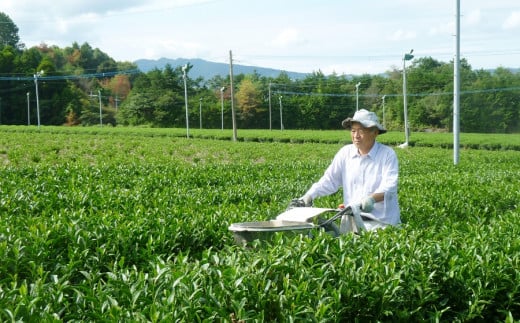 食べて栄養価の高い野菜になる美味しい高級八女煎茶