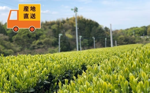 生産農家の自家用八女茶たっぷり熱盛り1kg（便利な小分け250g×4袋）＜八女の鶴製茶園＞