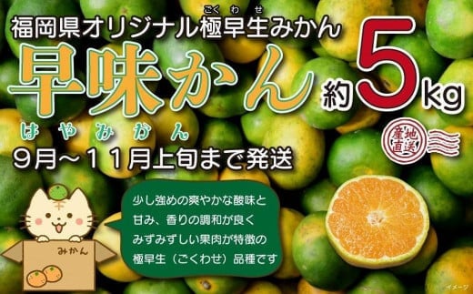 【先行受付】2025年の秋に配送！福岡県オリジナル品種極早生みかん『早味かん』約５kg＜配送不可：北海道・沖縄・離島＞