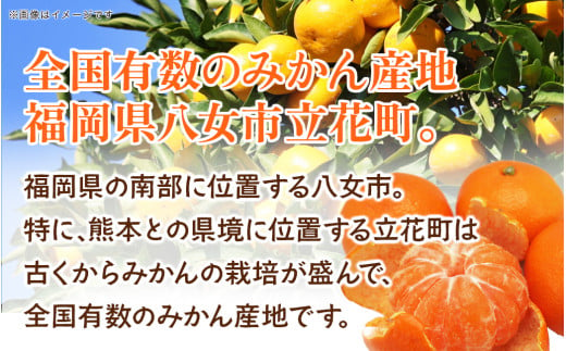 【先行受付】九州・福岡フルーツ王国八女　産地直送！旬のみかん　約１０ｋｇ【2025年10月〜12月頃発送】＜配送不可：北海道・沖縄・離島＞