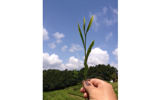 シ懆セイ阮ャ荳堺スソ逕ィ蜈ォ螂ウ闌カシ樊・オ縲辣手幻蛻晁干隧ー蜷医○シ80gテ2譛ャシ