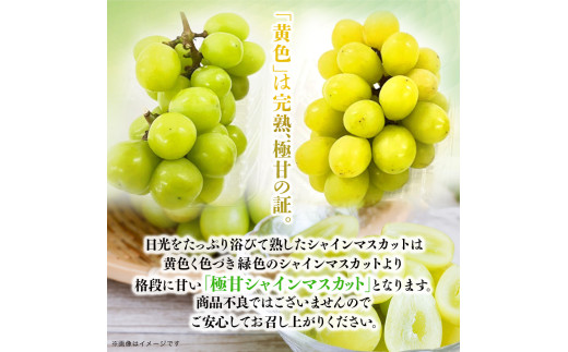 福岡・八女　季節のお楽しみプレミアム定期便【12ヶ月】全12回＜配送不可：北海道・沖縄・離島＞